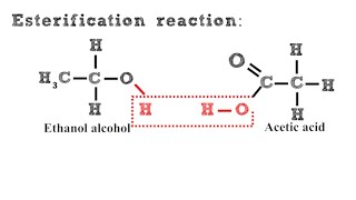 Esterification Reaction [upl. by Romanas]