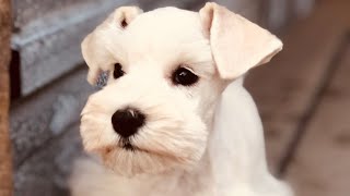 BEAUTIFUL White Miniature Schnauzer Puppy  IVORY [upl. by Ariadne]