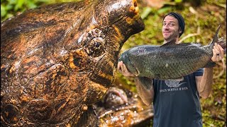 Feeding Giant Alligator Snapping Turtles Giant Fish Loggerhead Acres Turtle Farm [upl. by Eelarak469]