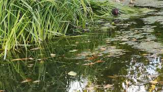 Discover the Hidden Magic of Pond Life Meditation [upl. by Culosio]