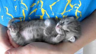 Our 3 weeks old kitten sleeping and purring at the same time [upl. by Tremaine]