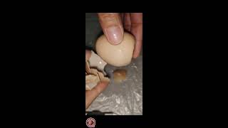 SLICING and PEELING TEA EGG 🥚 ASMR asmr viral [upl. by Memberg]