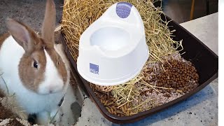 How to Potty Train your Rabbit  Litter Training Tips [upl. by Nealey]