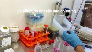 MTT Part I Seeding cells for MTT assay [upl. by Roos972]