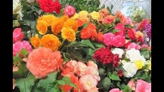 Extremely Attractive Double Begonias  How to take Care amp Propagate HD [upl. by Dinin241]