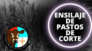 ENSILAJE DE PASTOS DE CORTE [upl. by Strohbehn]