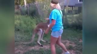 Man fights kangaroo Compilation Best Funny Videos [upl. by Laird714]