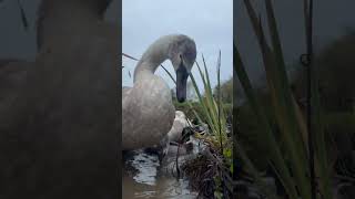 Cygnets feeding beautifulnature swan cygnets shotoniphone animalswildlife natureisawesome [upl. by Elsilrac]