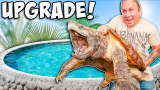 Giant Alligator Snapping Turtle Gets Pond Makeover [upl. by Asela580]