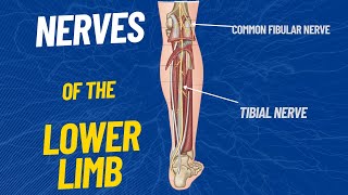 Nerves of the Lower limb [upl. by Glorianna]