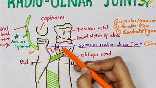 Radio Ulnar Joints  Anatomy  Upper limb [upl. by Ancalin]