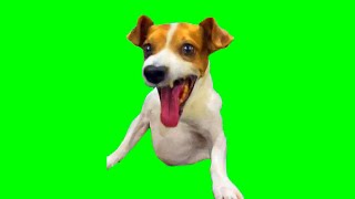 Green Screen Laughing Dog Meme ⭐ Extended [upl. by Eyak]