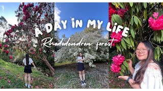 Exploring the rhododendron forest🌲🌺 [upl. by Miah40]