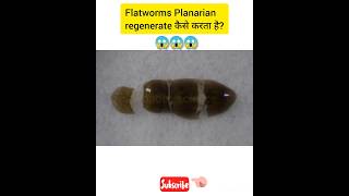 Flatworms Planarian regenerate कैसे करता है 😱 shorts viral [upl. by Geier]