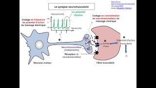 Synapse neuromusculaire TS [upl. by Alikam]