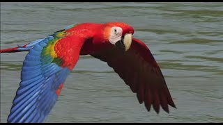 Scarlet Macaws take their medicine Earthflight Winged Planet Narrator David Tennant [upl. by Destinee]