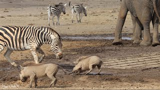 A busy waterhole with elephants zebra tsessebe wildebeest ostriches and warthogs [upl. by Halley]