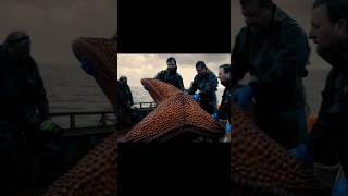 Giant Starfish Caught by Fishermen  Unbelievable Catch [upl. by Ddal]