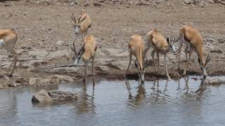 Canon 200400mm f4 Review In the Field in Africa [upl. by Iat]