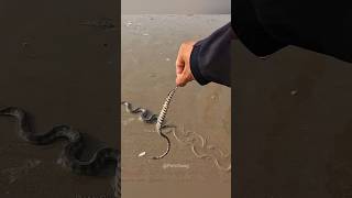 Man Saved a Mother Snake and Her Baby 😍 shorts [upl. by Croom]