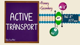 Active Transport  Transport Across the Cell Membrane  Sodium Potassium Pump  Cell Physiology [upl. by Peyter300]