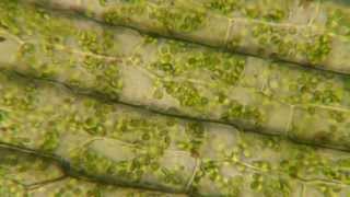 Plasmolysis in Elodea [upl. by Ayotak]