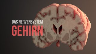 Nervensystem Teil 2  Aufbau und Funktionsweise des Gehirns Animation [upl. by Jung59]