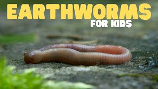 Earthworms for Kids  Learn all about these slimy animals [upl. by Enitsuj]