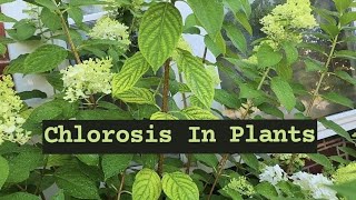 Chlorosis in Plants Zone 7A [upl. by Slein451]