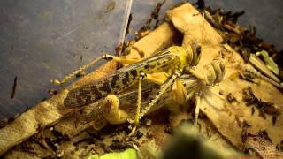 Leopard Gecko  Desert Locust Mating 20140722 [upl. by Rehoptsirhc]