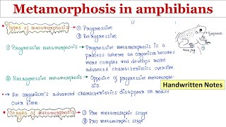 Metamorphosis  Hormonal control  Stages  Progressive and Retrogressive  Handwritten notes [upl. by Aeniah]