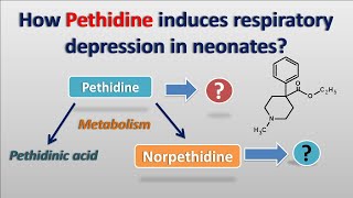 How Pethidine produces respiratory depression in neonates [upl. by Dennis968]