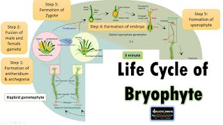 Life Cycle of Bryophyte Moss Life cycle as an example [upl. by Annuahsal555]