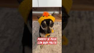 Perrito se pelea con baby paleta 😂 lucarolong [upl. by Mastat]