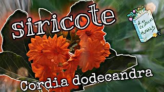 Siricote o Koopte Cordia dodecandra árbol maderable y de frutos comestibles [upl. by Corvin974]