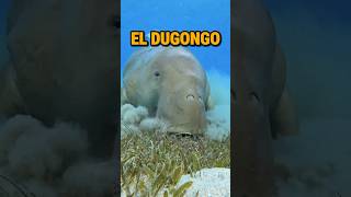 El Dugongo parte 1 [upl. by Eedyak]