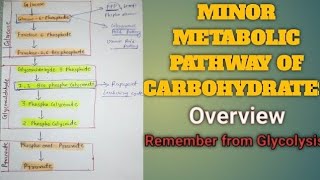 Minor Metabolic Pathways of carbohydrates  Pathways Linked to Glucose [upl. by Adniuqal]