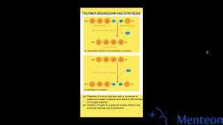 Synthesis and Breakdown of Polymers [upl. by Artkele]