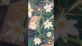 crocus or daffodil flowers maui bhumi heavenisaplaceonearth melanie holy harmonics [upl. by Amalee667]