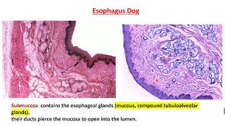 Practical Esophagus Histology [upl. by Corry986]