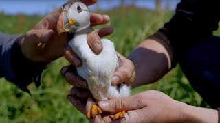 Cute Baby Puffin Sees World for the First Time  World Beneath Your Feet  BBC Earth [upl. by Noby317]