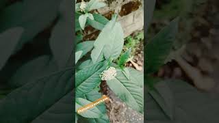 Phytolacca americana american pokeweed [upl. by Fedak]