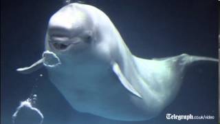 Whale imitates human voice [upl. by Rollet]