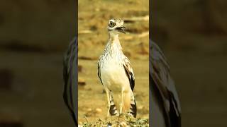 Bird Call  Indian Stone Curlew [upl. by Eded87]