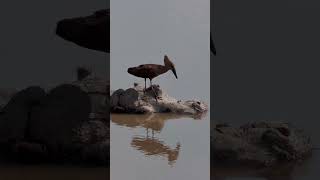 Hamerkop and Hippo [upl. by Gipps453]