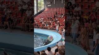 Delfinárium Varna Bulharsko  Dolphinarium Varna Bulgaria 🐬🌊❤️ [upl. by Dranyam]