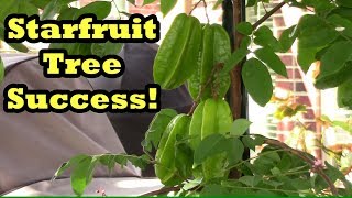 Grocery Store Starfruit Tree Success Starfruit Flowering amp Fruiting [upl. by Ladnor39]