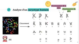 Le caryotype 🧬 [upl. by Bianca847]