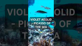 Violet Aeolid  Picasso Of The Sea [upl. by Asiela]