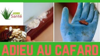 9 Astuces Et Remedes Pour Eliminer Les Cafards Naturellement [upl. by Adien]